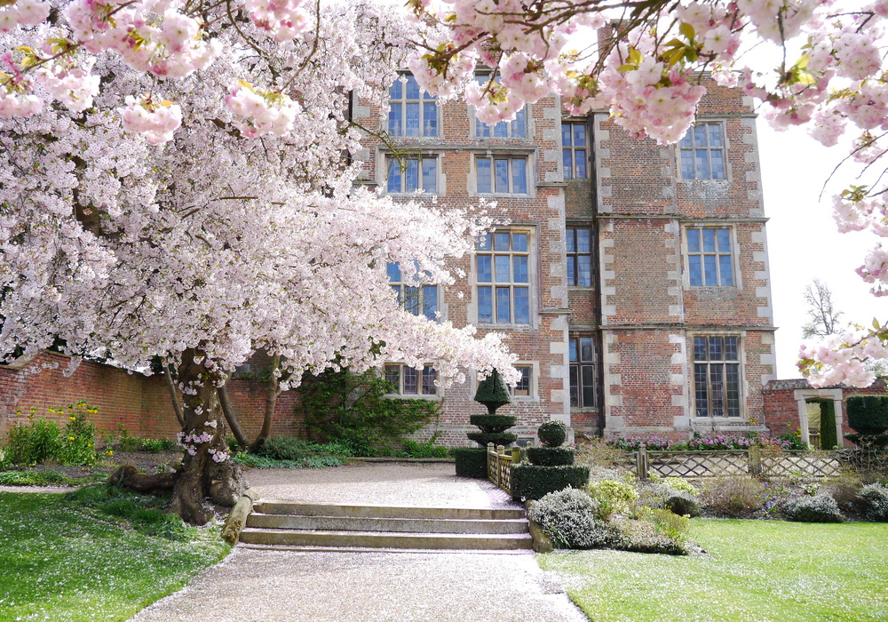 Flowering tree in spring outside Doddington Hall